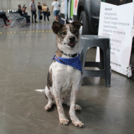 Canhijos Fest La feria de los “Dog Lovers”
